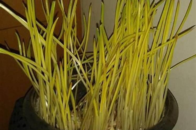 请问无土种植蒜黄时,需要施肥吗？如果施肥应该用什么肥料？肥料喷洒对叶 ...