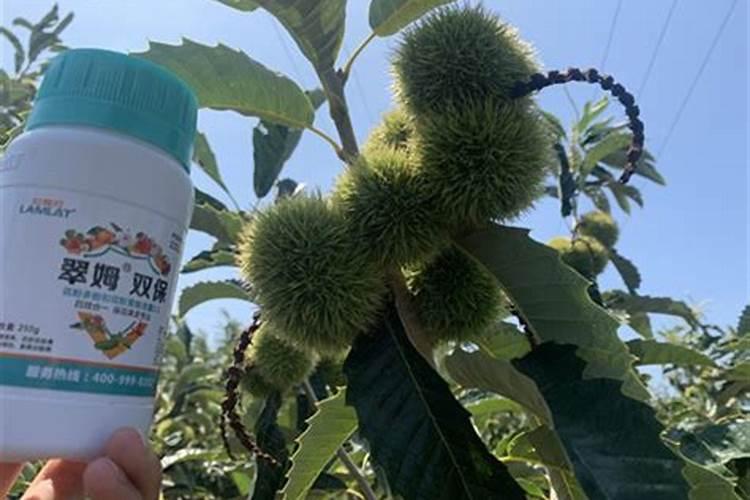 板栗的高产种植技术 板栗周年怎么管理