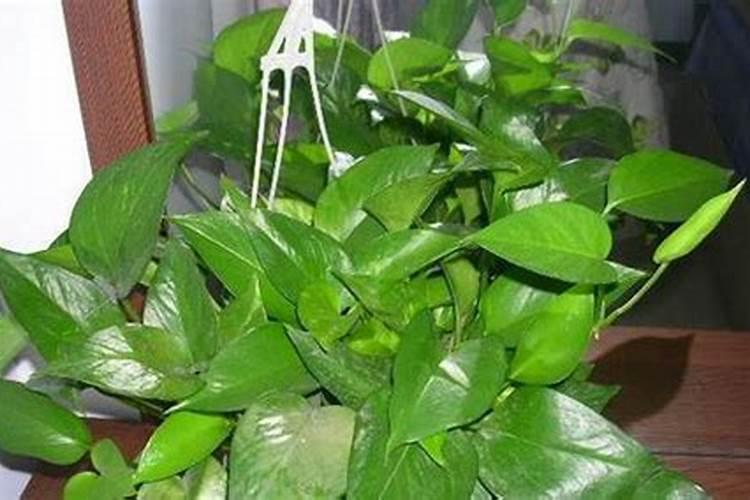 绿萝施肥方法,最好施加氮肥为主的肥料