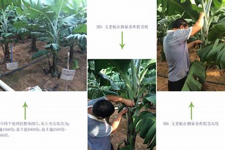 香蕉一般施什么肥