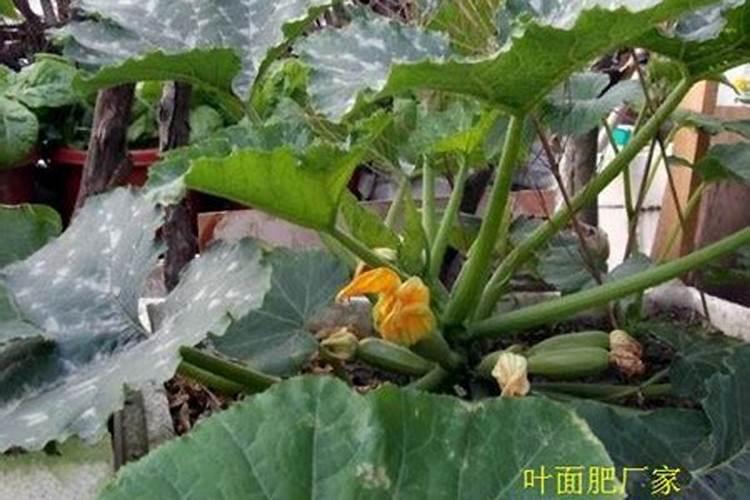 大蒜返青最佳肥料