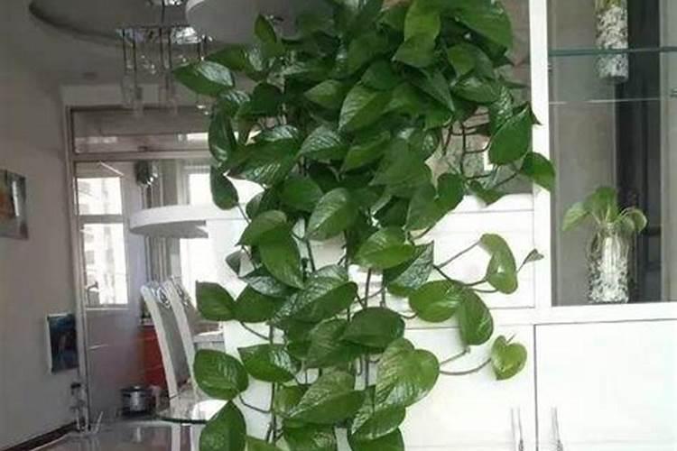绿萝喷叶面肥好吗