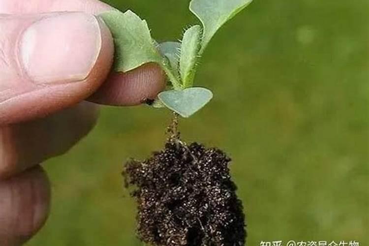 钾肥用作底肥集中施用于种油菜有益吗？