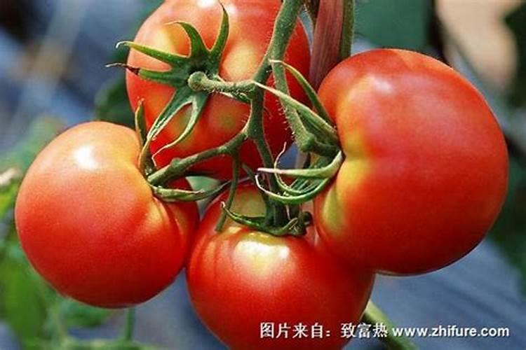 西红柿卷叶是什么原因造成的(叶子卷起来了是什么病)
