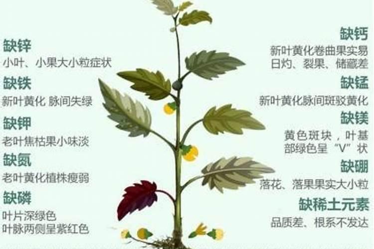 植物缺磷怎么补救