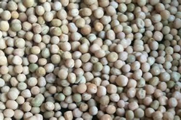 比淘米水黄豆肥强十倍的“花卉肥王”究竟是啥？