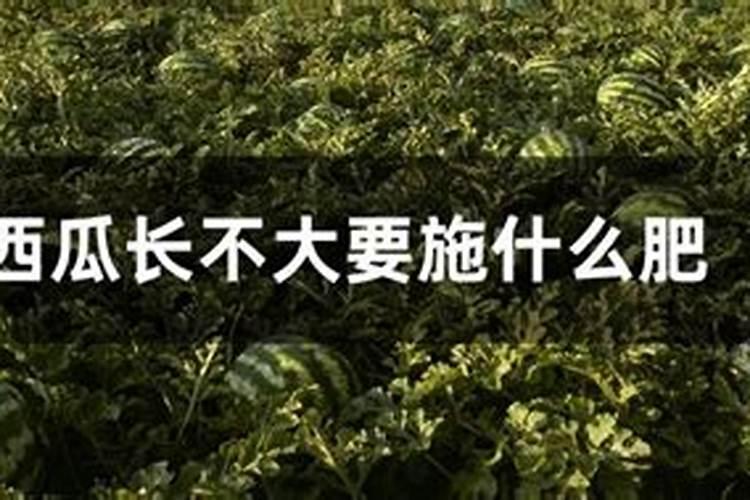 西瓜伸蔓期都接瓜了需要追什么肥