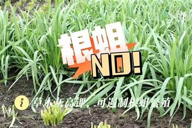 韭菜叶片为什么会变黄？该怎么解决？