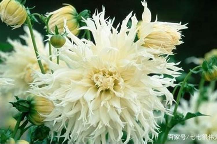 大丽花花期施什么肥料最好