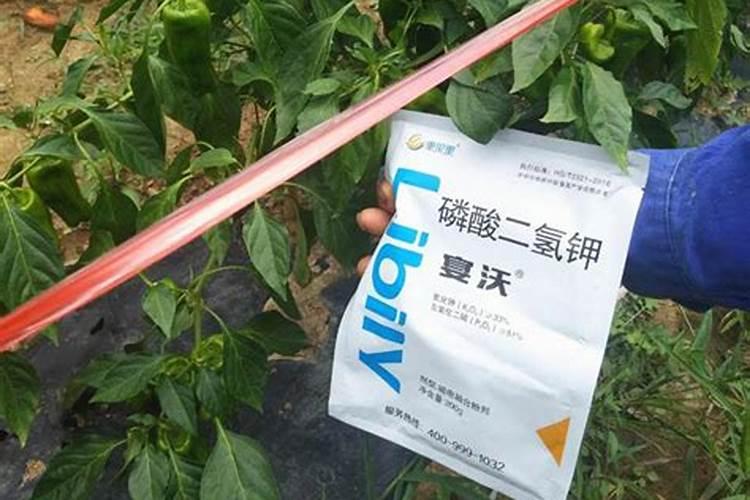 揭秘为什么施用氨基酸水溶肥效果不佳