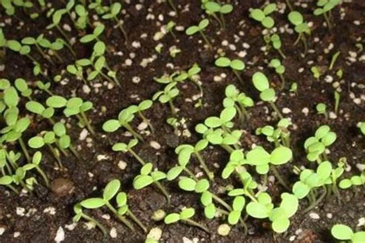 种菜多久施一次肥 种植多长时间需要施肥