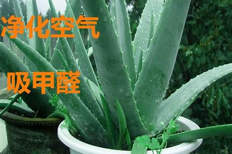 枣如何防裂