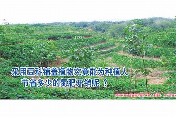 三叶梅的养殖方法和注意事项有哪些