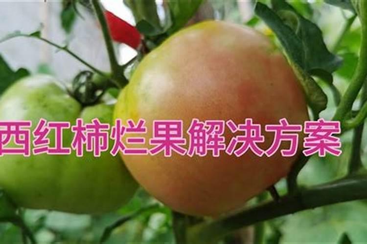 大棚越夏西红柿如何栽培管理