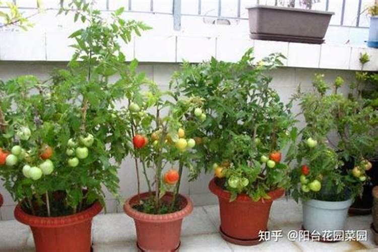 西红柿的种植用什么肥料好