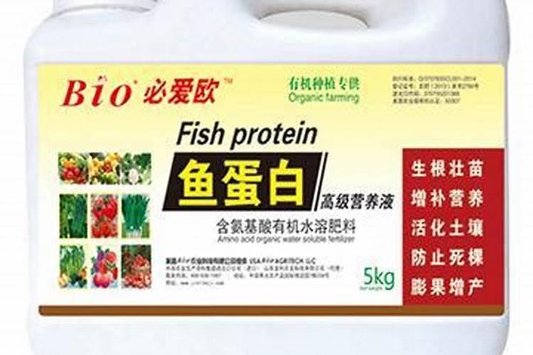 什么鱼蛋白质含量高