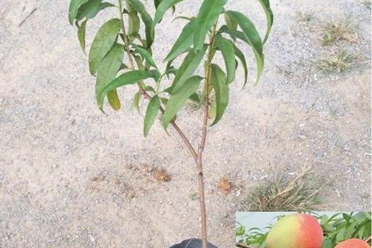 桃树需要哪些肥料？我们该如何给桃树施肥呢？