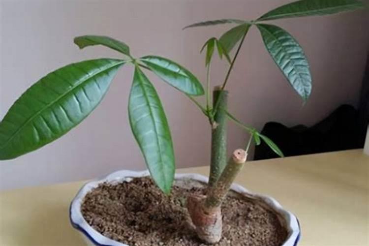 花生热量 花生的卡路里很高吗？