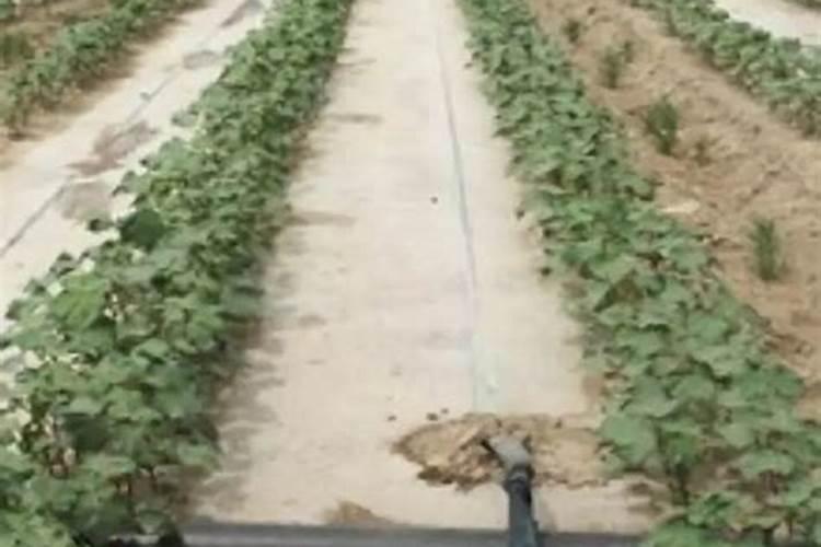 棉花种植注意事项是什么 棉花应该怎么养殖