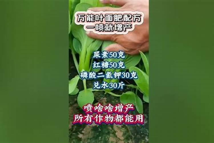 兰花喷什么叶面肥最好