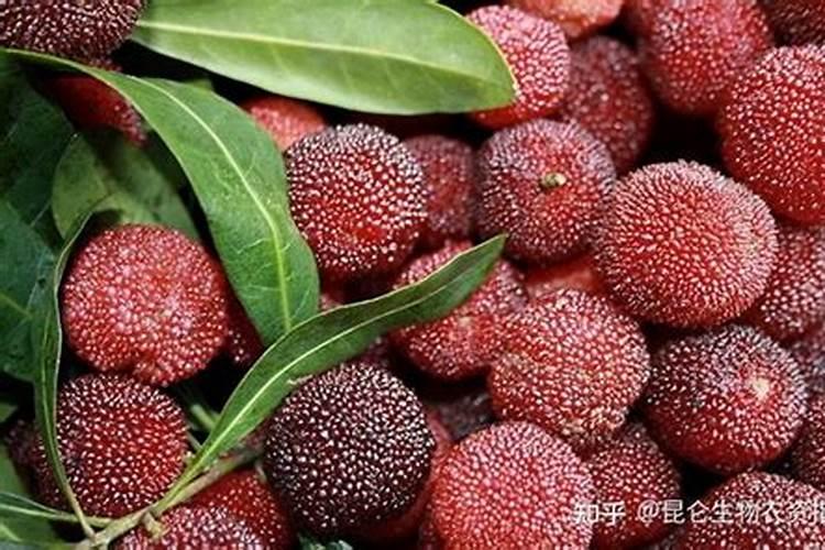 黄瓜种子育苗方法