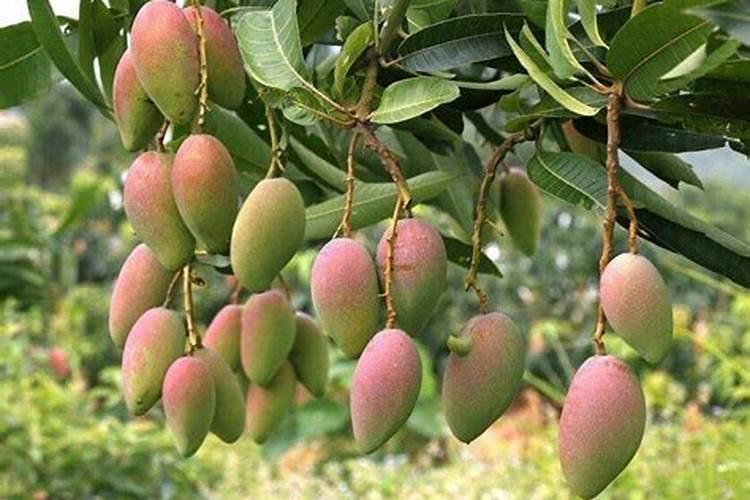 芒果树用什么肥料最好
