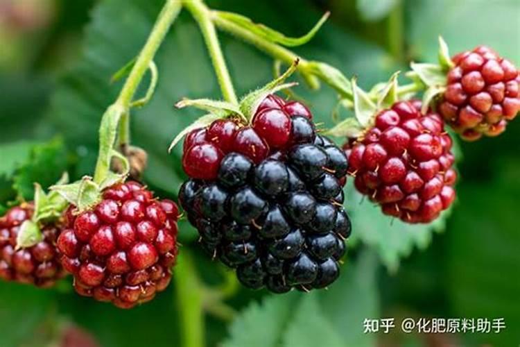 葡萄树什么时候施肥最好