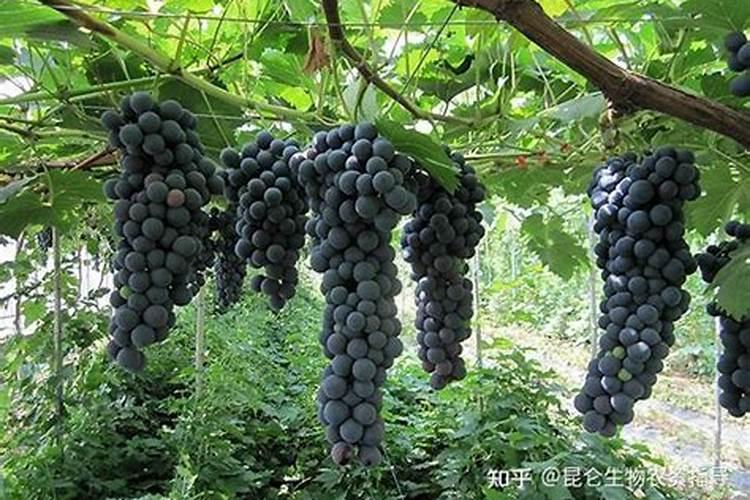 葡萄树施什么肥料最好