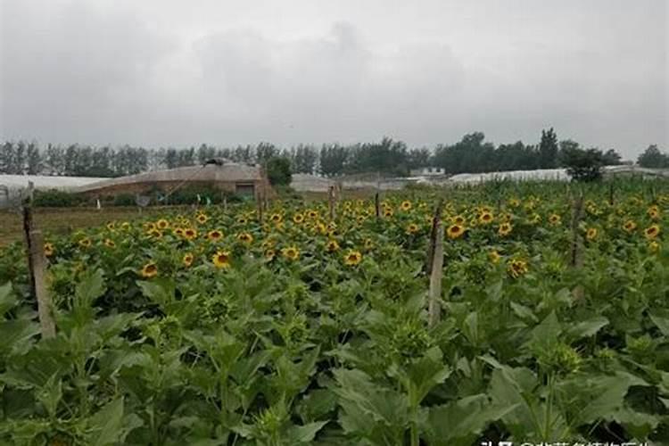 葵花什么时候追肥合适