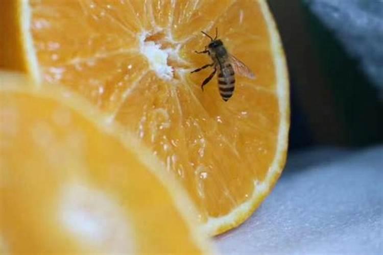 种柑橘用什么肥料最好