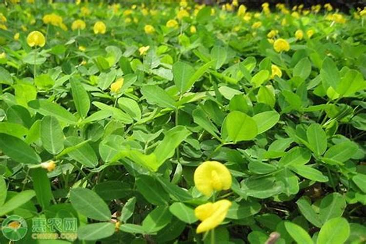 100斤棉花有多大体积