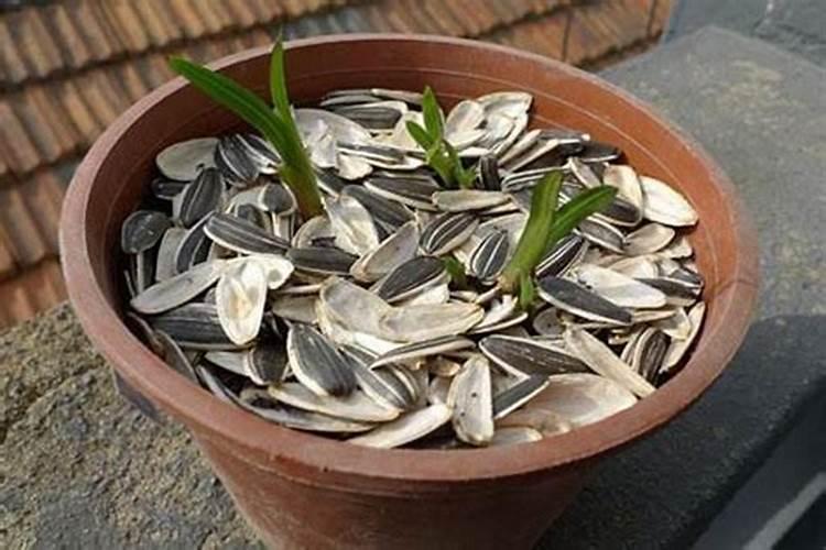 瓜子壳可以当肥料放花盆里吗