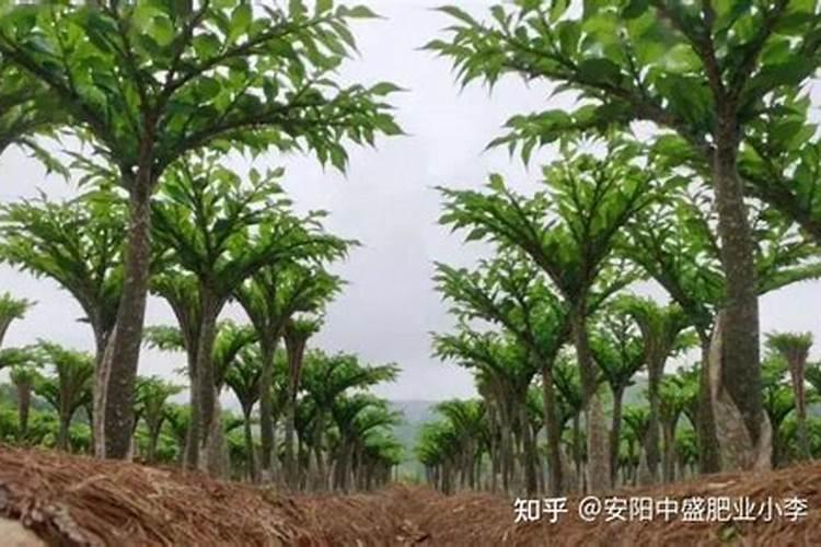 种植魔芋的施肥技巧及如何追肥