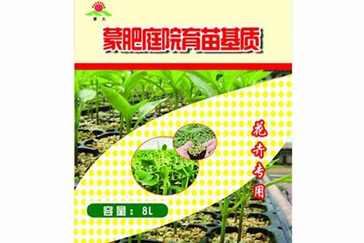 盆栽金桔数叶发黏掉叶子