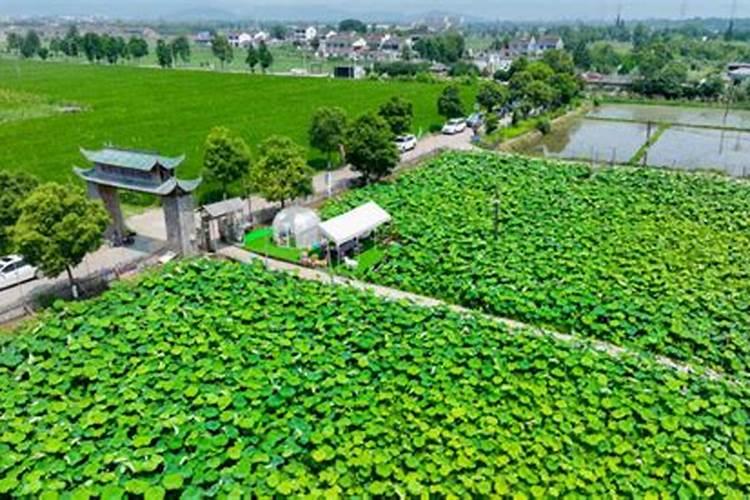 太空莲子种植需要什么肥产量高