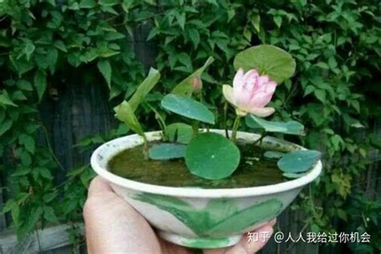 太空莲种植？