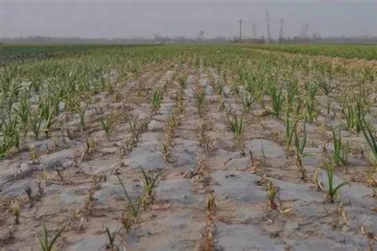 盐碱地水稻怎样施用磷钾肥？