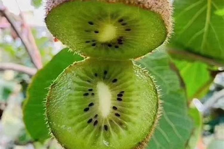 猕猴桃花前需要打药吗？