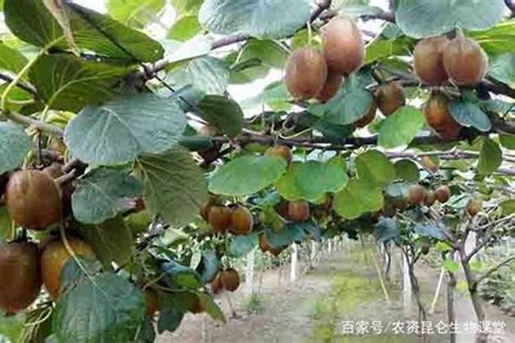 硼元素对植物的作用是什么？猕猴桃硼肥的施用技术是怎样的？