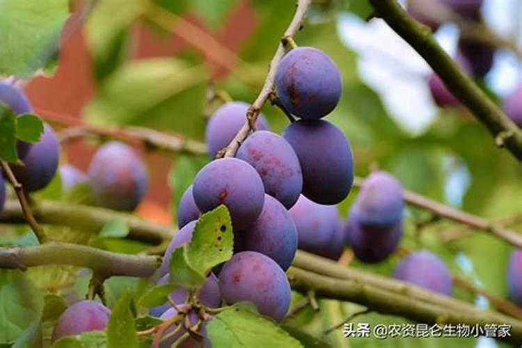 叶面专用肥有哪些种类 哪种叶面肥效果更好