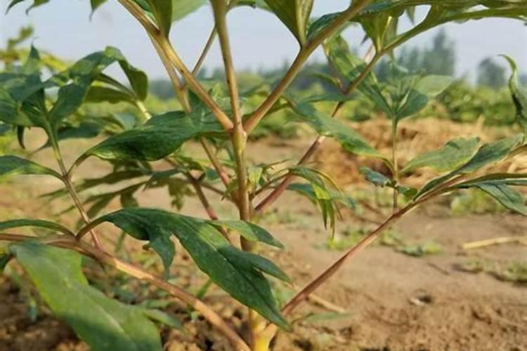 硝硫基肥可以种菜吗