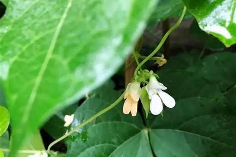 天竹葵花怎么养能长开花