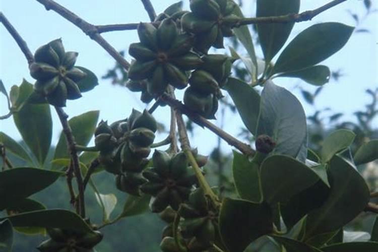 什么水溶肥放八角茴香最好