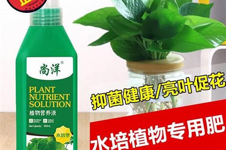 水培绿萝用什么肥料最好呢