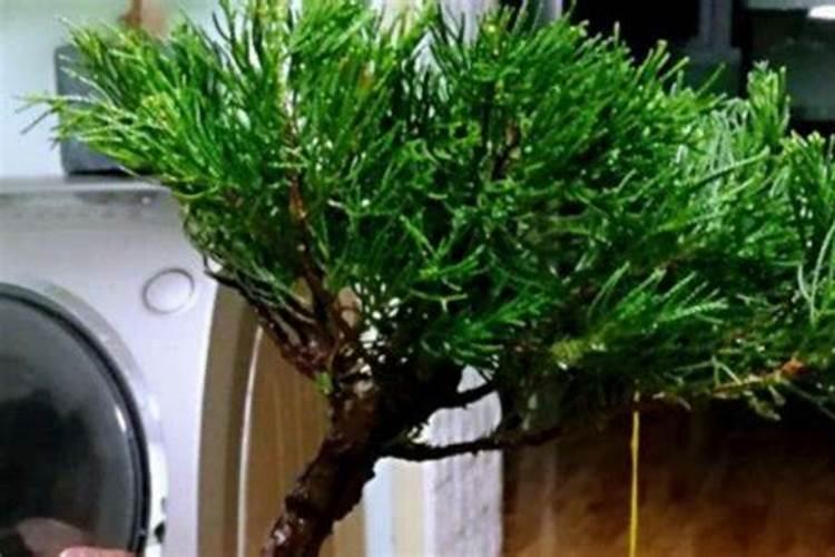 黄瓜栽培可施用的锌肥有哪些？