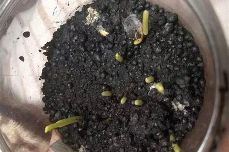 沃柑用什么肥最旺盛