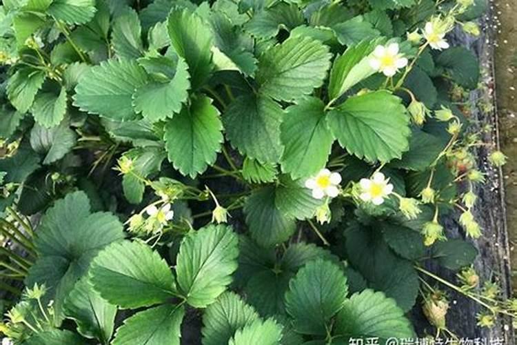 草莓种子发芽后长出的苗又细又小怎么办