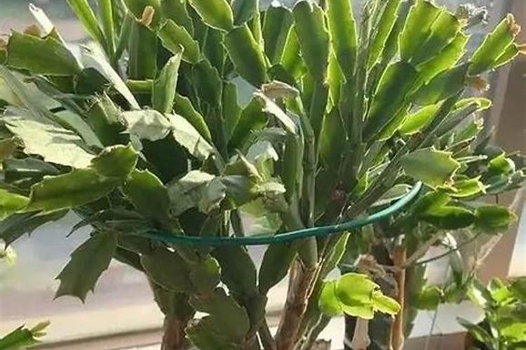盆栽车厘子施什么肥最好