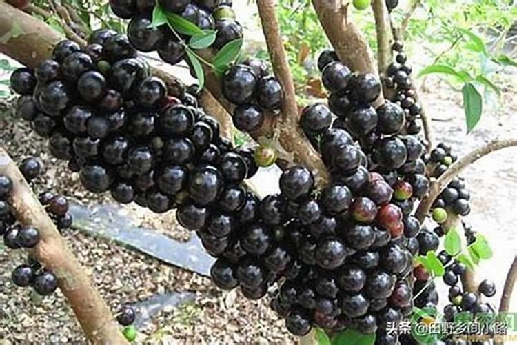 嘉宝果发芽前喷多效唑能促花宝果吗？
