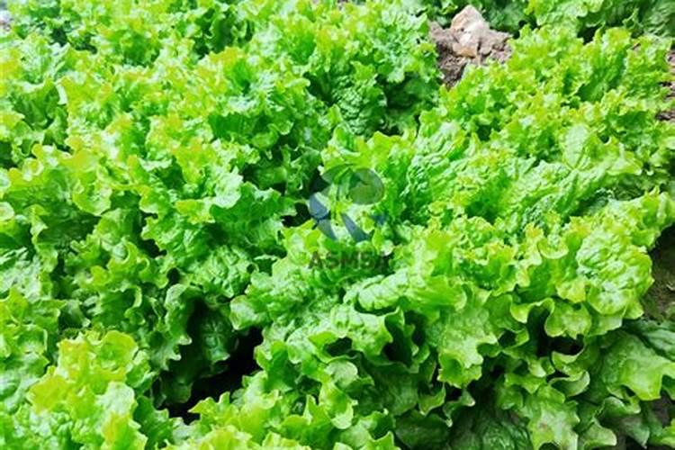 种蔬菜用什么肥料最好